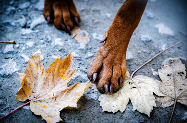 close up on dog paws stepping on leaf in autumn