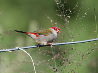 Red-browed Finch (Neochmia temporalis) perched on a wire fence feeding on grass seeds with green bokeh background.