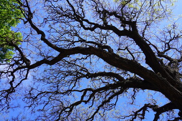 View from below of a large tree with twisted branches against a bright blue sky. Natural pattern of limbs creates a striking silhouette, symbolizing strength, growth, and connection with nature.