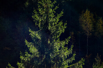 amazing autumn landscape with colorful trees