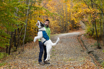 Obraz premium happy white shepherd dog playing outdoors