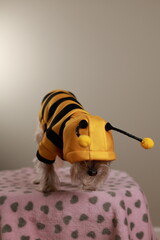 Yorkshire Terrier Mix in Bumblebee Outfit Indoors