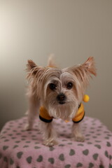 Adorable Small Dog Dressed as Bee for Halloween