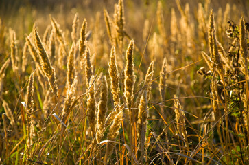 Golden Hour Backlighting on Tall Wild Grass Seed Heads in a Sun-Drenched Meadow