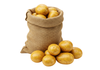 Isolated burlap sack filled with yellow potatoes, some spuds lying in front of the sack