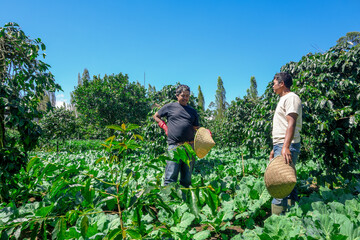 Two Farmers Inspecting Their Lush Coffee Crop on Beautiful Sunny Day