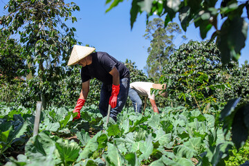 Two Farmers Cultivating Fresh, Organic Vegetables With Care in Vibrant Sunny Field