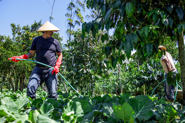 Hardworking Farmers Tending Their Vibrant Crops With Care