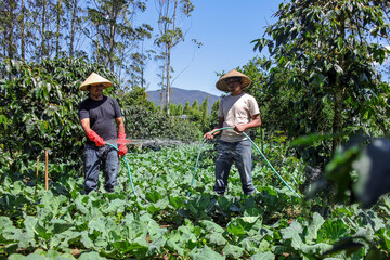 Farmers Carefully Irrigate Fresh Produce