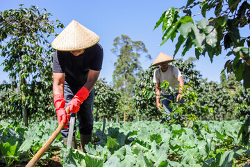Asian Farmers Tending Fertile Vegetable Crops, Harvesting Fresh Produce in Vibrant