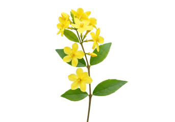 Isolated, a sprig of Winter Jasmine with yellow blossoms and green leaves growing on a branch