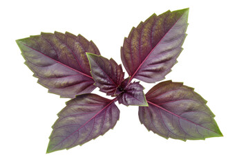 Isolated bunch of fresh purple basil leaves, vibrant color and crisp detail, herb ingredient