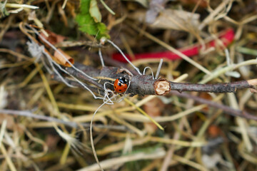 Ladybug crawling on a thin branch surrounded by dry grass and nature debris