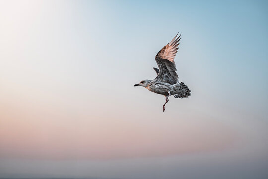 seagull in flight with wings spread