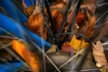 automn leaves caugt in bicycle spoke