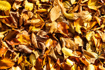 automn leaves on the ground in the english garden
