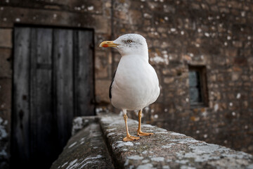close up of a seagull bird