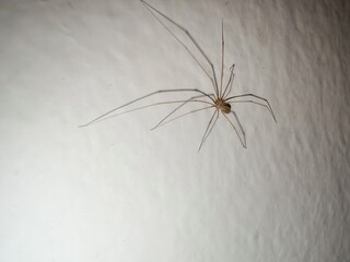 A delicate long-legged spider clings to a white textured wall, its thin limbs casting shadows under indoor lighting.