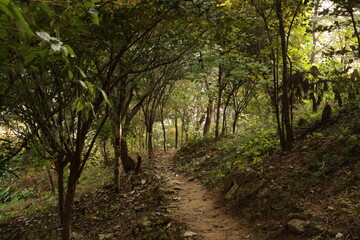 Obraz premium Trees in Autumn Mountain in Korea