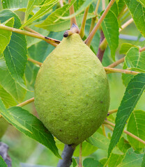 Large English walnut growing on the tree