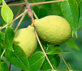 Pair of green and yellow walnuts ripening on the tree