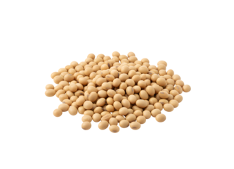 soybeans on a white backdrop