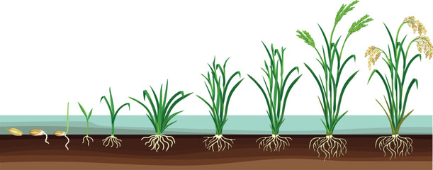 Naklejka premium Life cycle of rice plant (Oryza sativa) with root system isolated on white background. Growth stages from planting seed and sprout to harvesting 