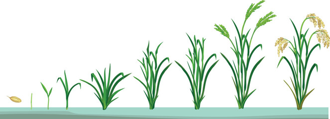 Naklejka premium Life cycle of rice plant (Oryza sativa) isolated on white background. Growth stages from planting seed and sprout to harvesting 