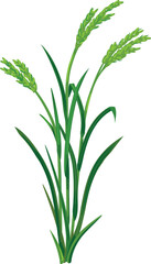 Fototapeta premium Flowering rice plant (Oryza sativa) isolated on white background