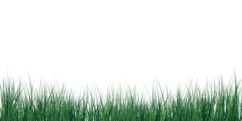 Green grass border isolated on transparent background. Realistic lawn texture with natural blades, summer grass edge, and fresh nature element. Vector illustration.PNG
