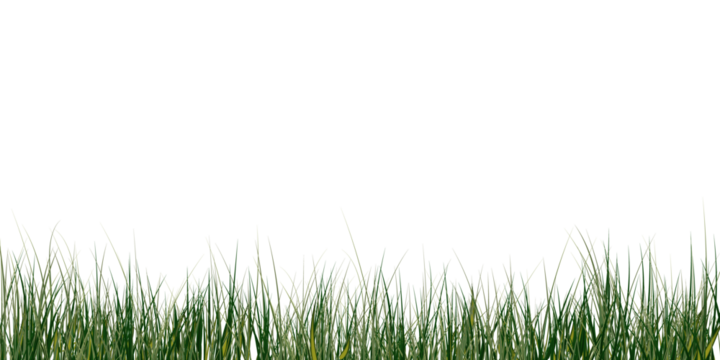 Green grass border isolated on transparent background. Realistic lawn texture with natural blades, summer grass edge, and fresh nature element. Vector illustration.PNG