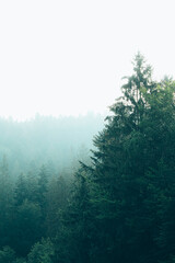 fog in the fir trees of the Carpathians misty pine forest on the mountain slope in a nature reserve