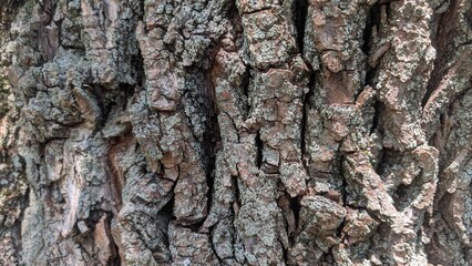 tree bark pattern, textured bark with fissures, rough tree surface with grooves and ridges