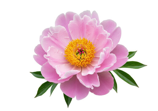 Isolated close-up of a beautiful pink peony flower with a yellow center and green leaves