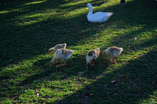 White goose watching over a group of goslings grazing on green grass in soft afternoon light. Peaceful wildlife scene showing family care and natural behavior in a park setting.