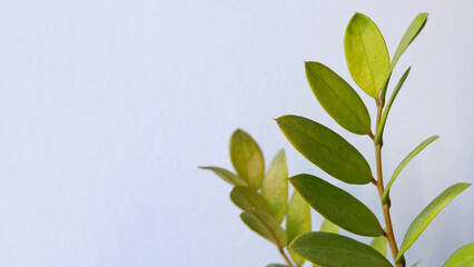 A tropical tree with leaves branches on white background for green foliage backdrop 