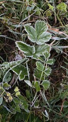 Frosted green leaves on grass in cold autumn morning