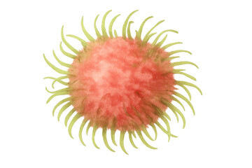 Rambutan tropical fruit illustration in watercolor style with vibrant red and green colors, healthy eating and exotic food concept