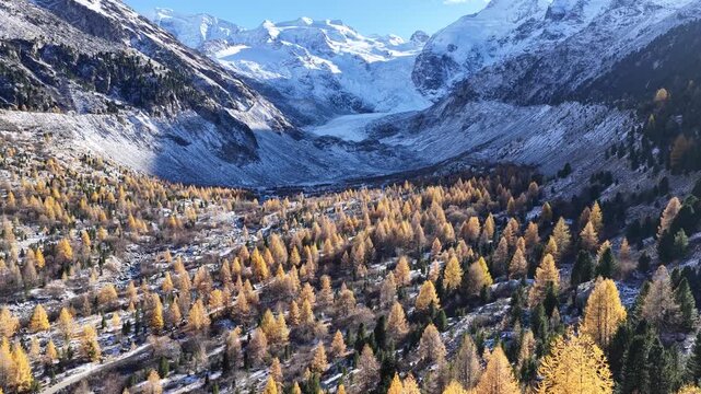 Engadin valley in Switzerland with autumn forest and snowy alpine peaks drone view near Sankt Moritz and Silvaplana.