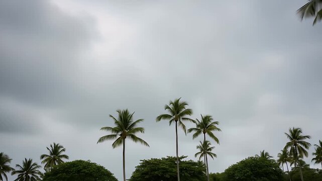 Moody Tropical Scene: Palm Trees Swaying Under Overcast Sky