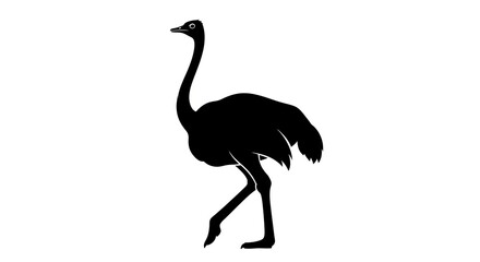 Obraz premium Ostrich silhouette on white background
