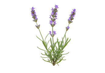 Fototapeta premium Isolated Lavender herb plant sprigs with tiny purple flowers and green stems on neutral tone