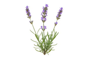 Isolated Lavender herb plant sprigs with tiny purple flowers and green stems on neutral tone
