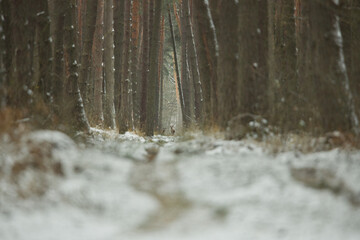 Fototapety na wymiar - Fototapeta24.pl