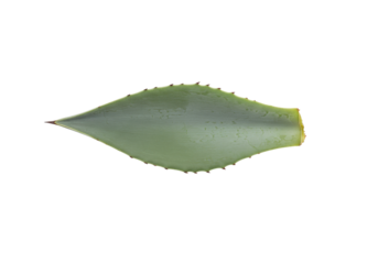 Isolated agave plant leaf, succulent, botanical element, with pointed tip and teeth along edges