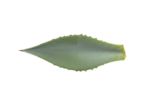 Isolated agave plant leaf, succulent, botanical element, with pointed tip and teeth along edges