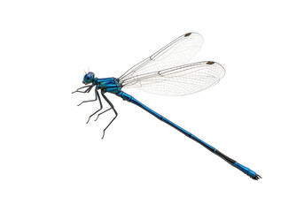 Isolated Damselfly with Transparent Wings and Blue Body Long Slender Insect Anisoptera