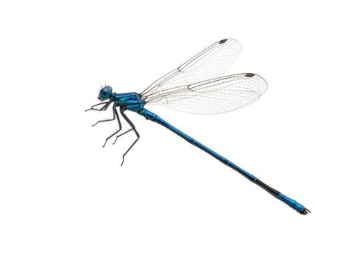 Isolated Damselfly with Transparent Wings and Blue Body Long Slender Insect Anisoptera