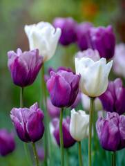 Vibrant purple and white tulip flowers blooming gracefully in a lush garden with a dreamy soft-focus background capturing springtime beauty and elegance