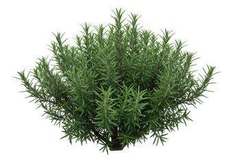 Isolated aromatic rosemary plant, culinary herb, fresh green leaves, Mediterranean cuisine
